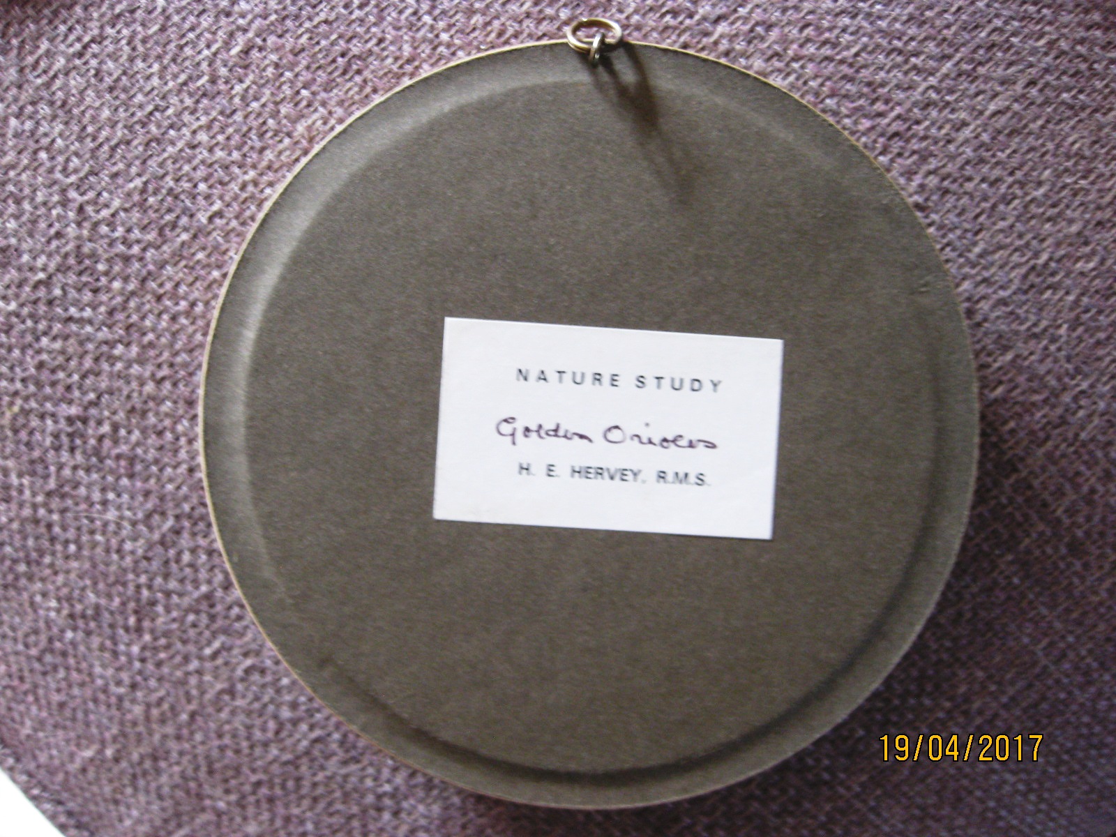 Golden Orovilles (5-inch)